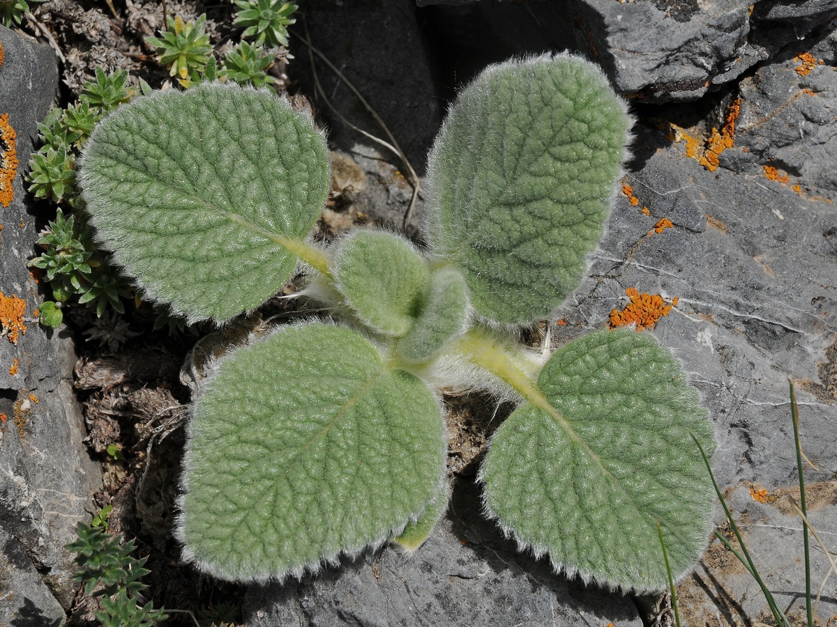 Image of Phlomoides tianschanica specimen.