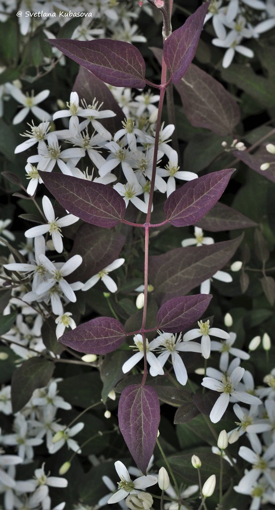 Image of Clematis recta specimen.