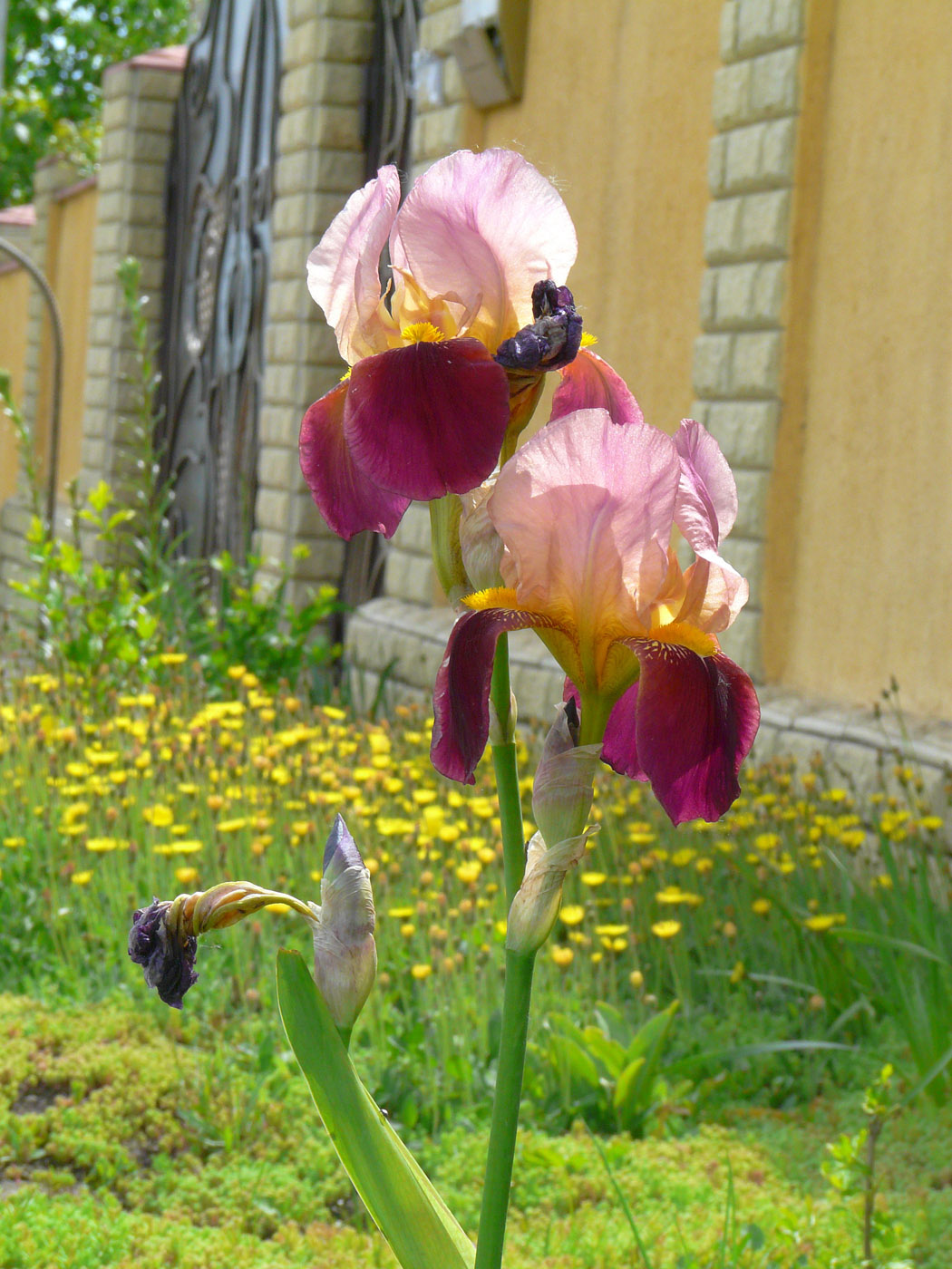 Image of Iris &times; hybrida specimen.