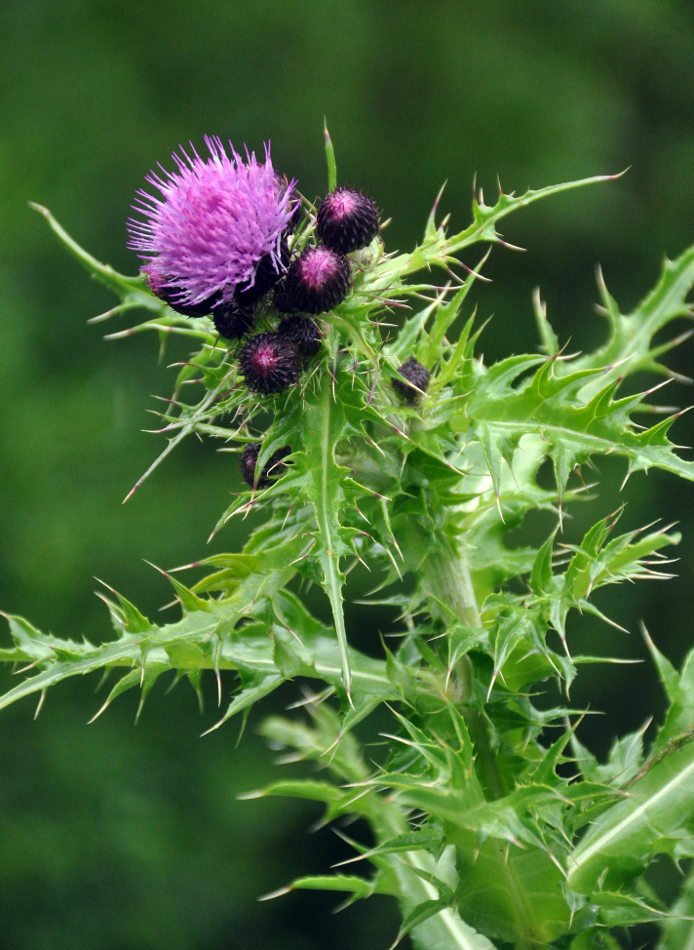 Image of Cirsium elbrusense specimen.