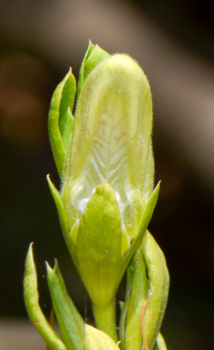 Image of Justicia adhatoda specimen.