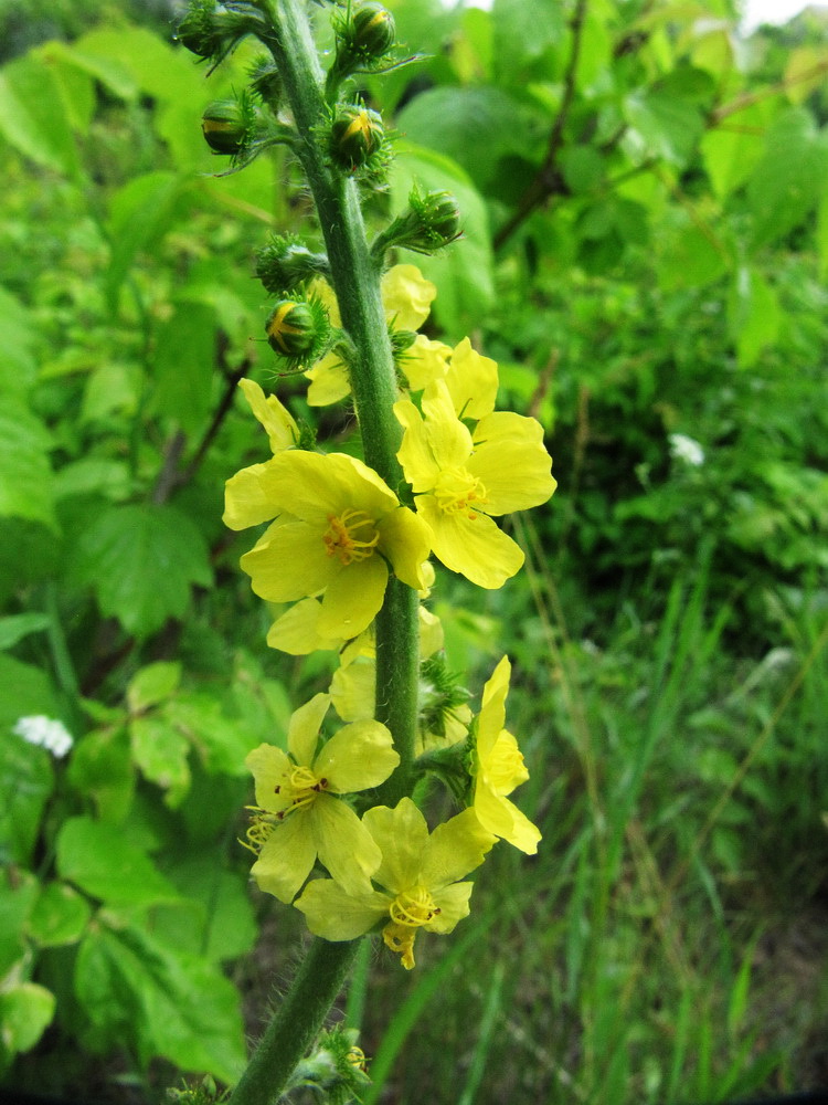 Image of Agrimonia pilosa specimen.