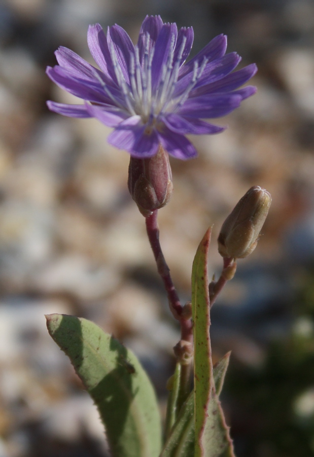 Изображение особи Lactuca tatarica.