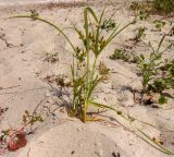 Cyperus glomeratus