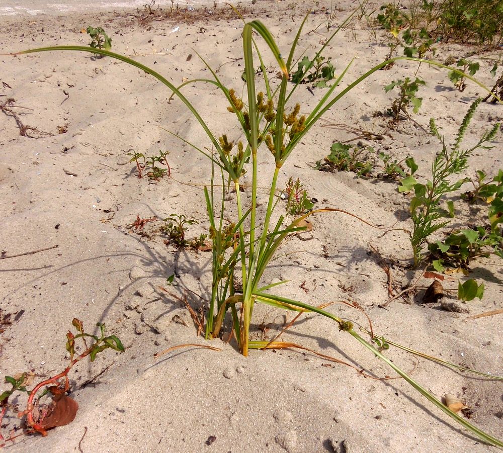 Изображение особи Cyperus glomeratus.