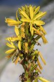 Asphodeline lutea
