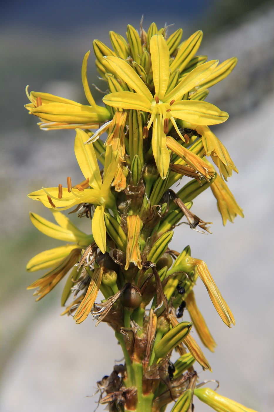 Изображение особи Asphodeline lutea.