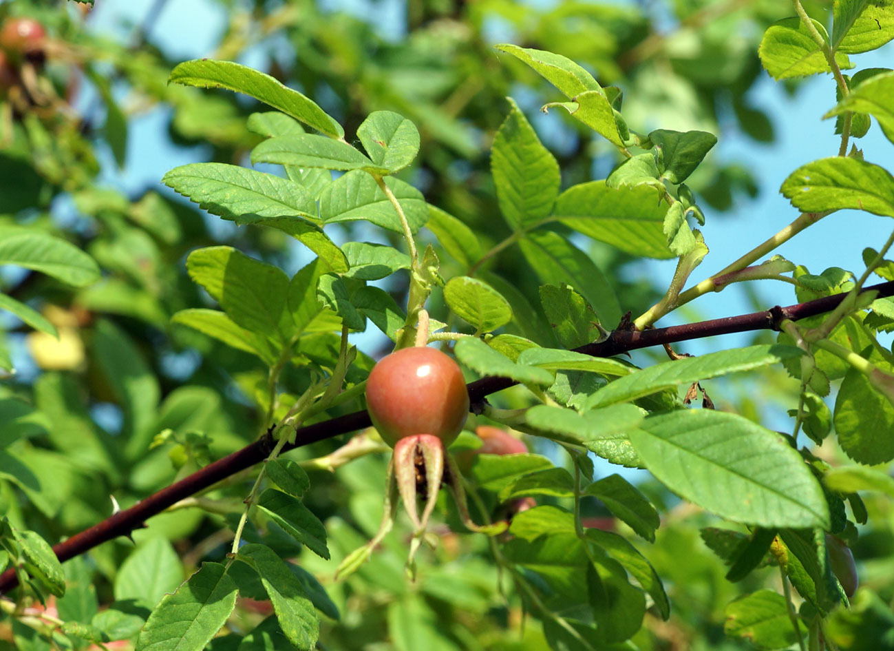 Image of Rosa davurica specimen.