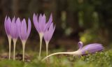 Crocus autranii