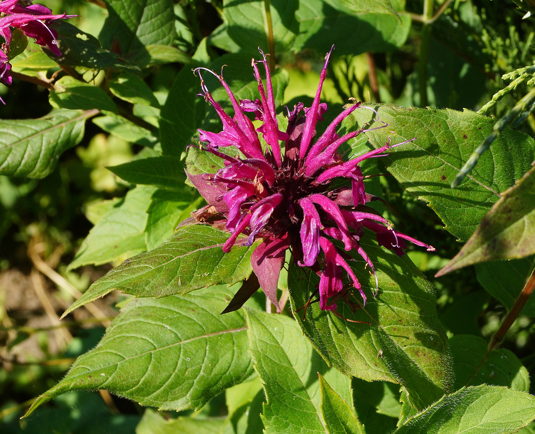 Изображение особи Monarda didyma.