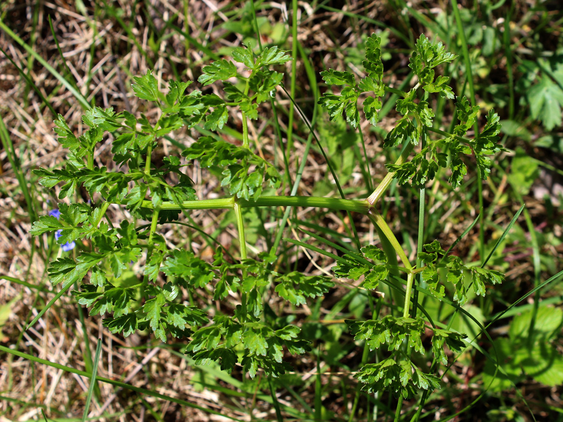 Image of Peucedanum oreoselinum specimen.