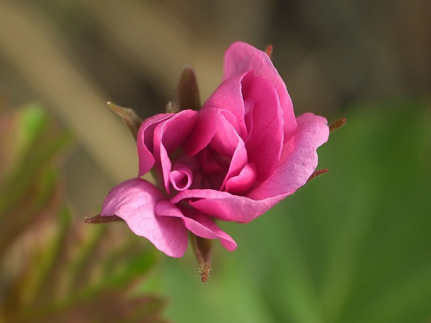 Image of Rubus arcticus specimen.