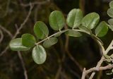 Sophora tomentosa