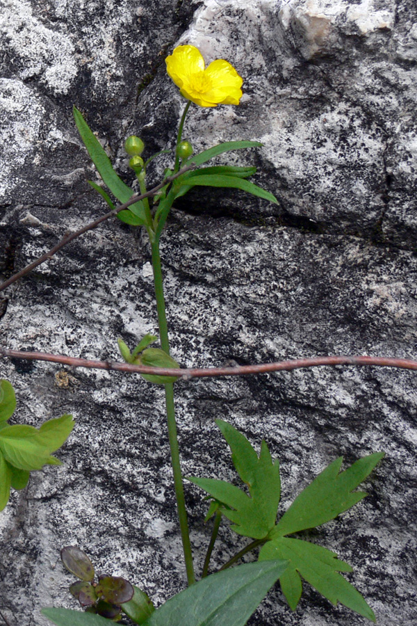 Изображение особи Ranunculus propinquus.