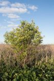 Sambucus racemosa