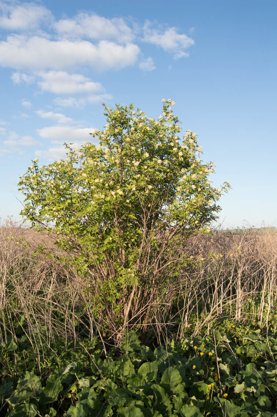 Image of Sambucus racemosa specimen.
