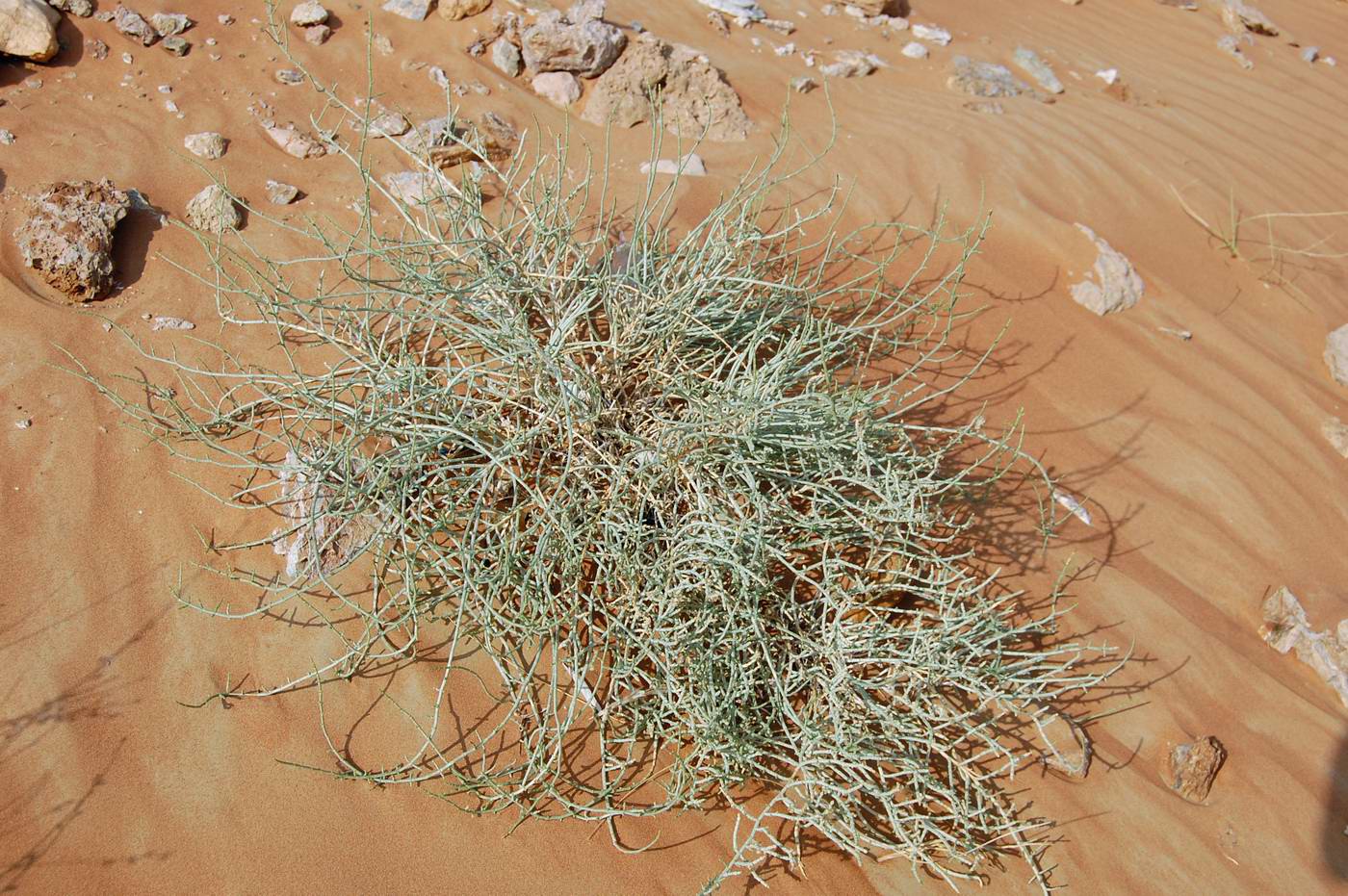 Image of familia Chenopodiaceae specimen.