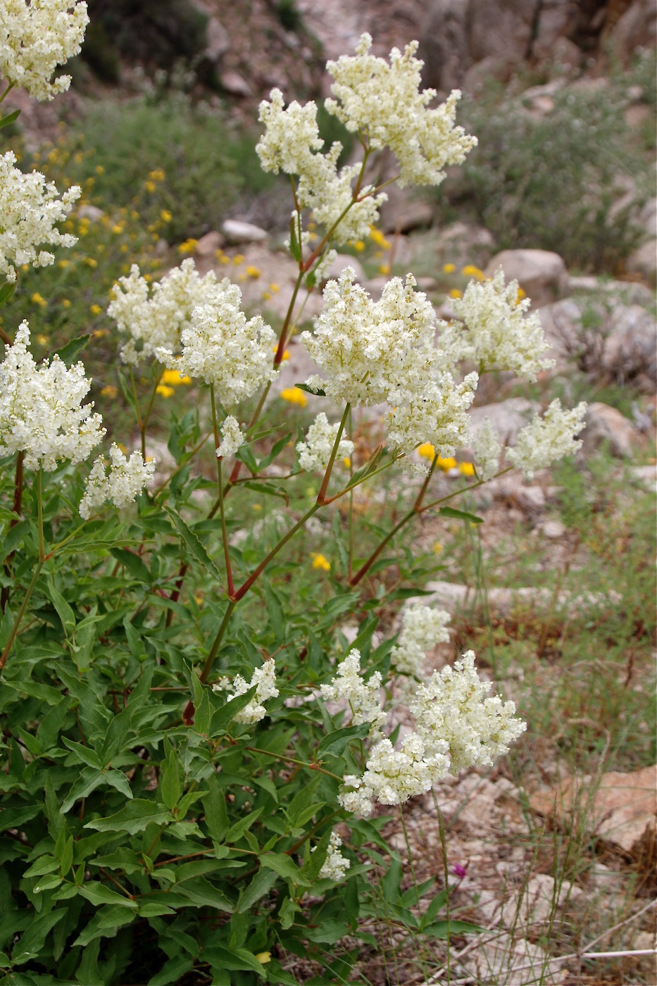 Изображение особи Aconogonon coriarium.