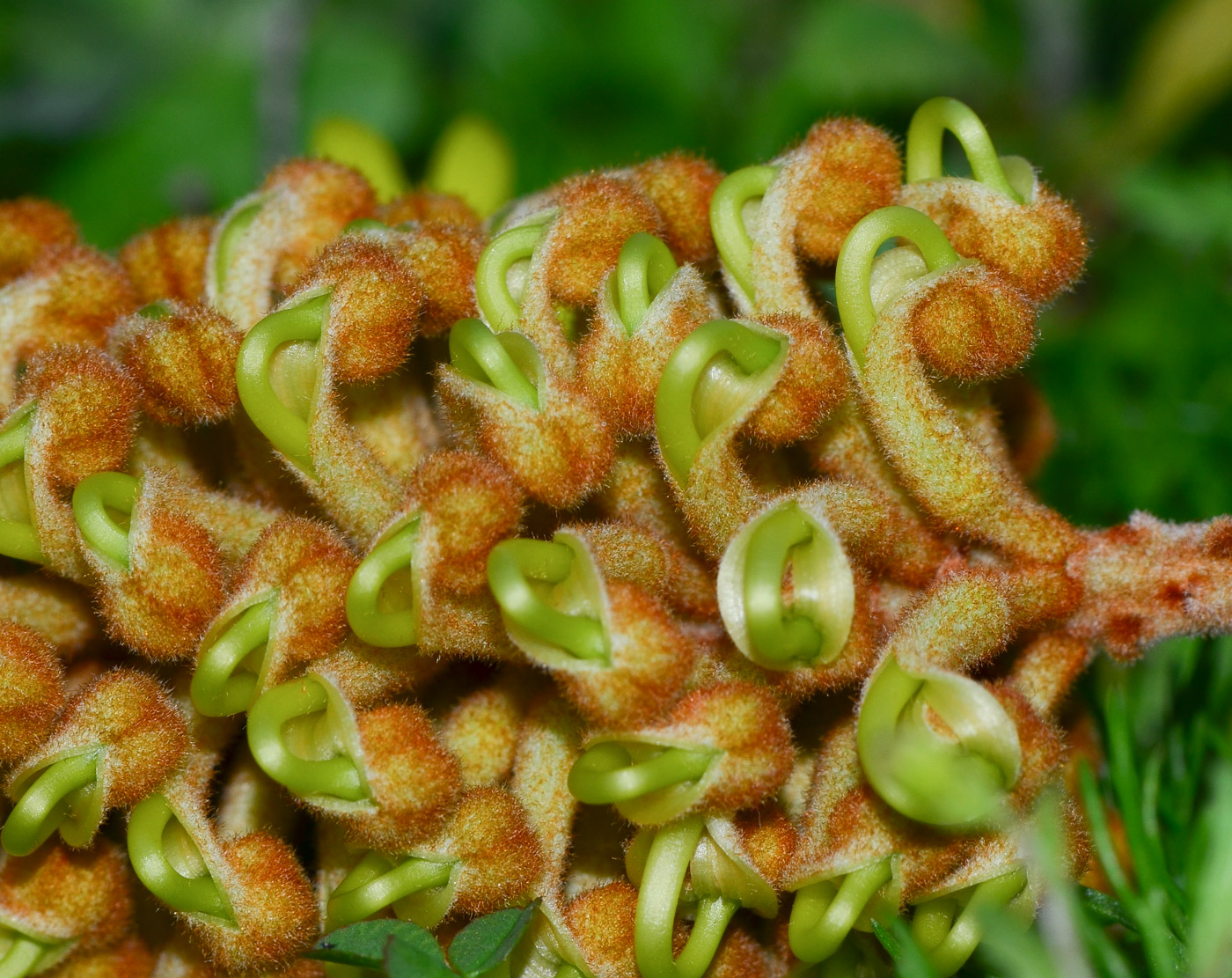 Изображение особи Grevillea hodgei.