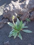 Taraxacum ceratophorum. Цветущее растение. Камчатский край, Усть-камчатский р-н, природный парк \"Вулканы Камчатки\", северный участок, кластер \"Ключевской\", окр.вулкан Плоский Толбачик, ю-в склон сопки Клещня, шлаковое поле. 05.07.2016.