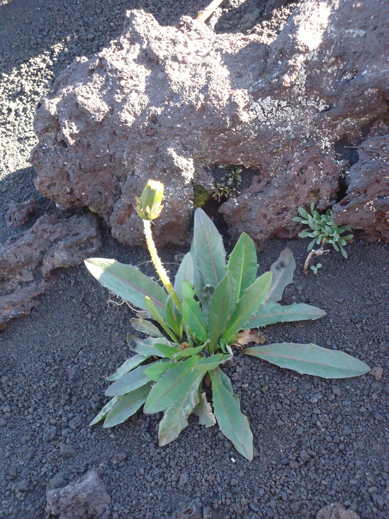 Изображение особи Taraxacum ceratophorum.