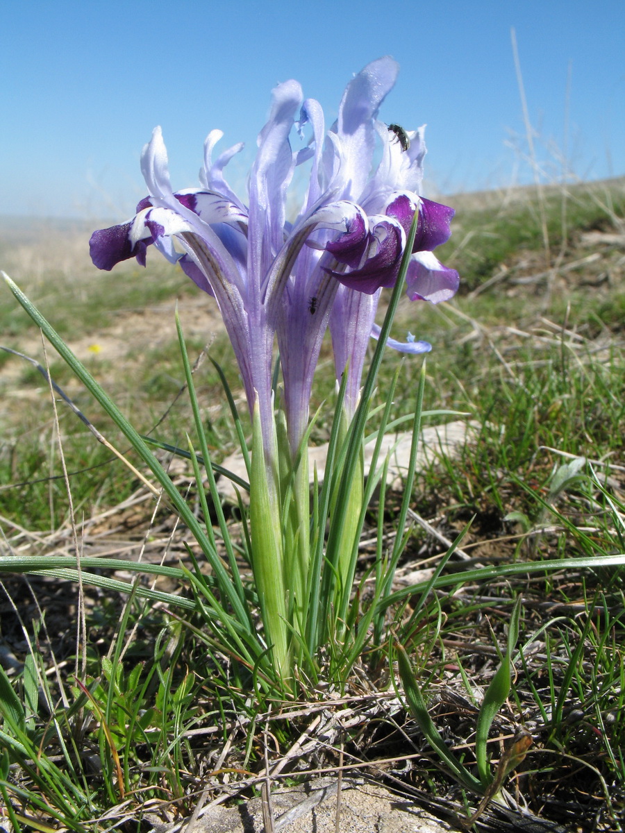 Image of Iridodictyum kolpakowskianum specimen.