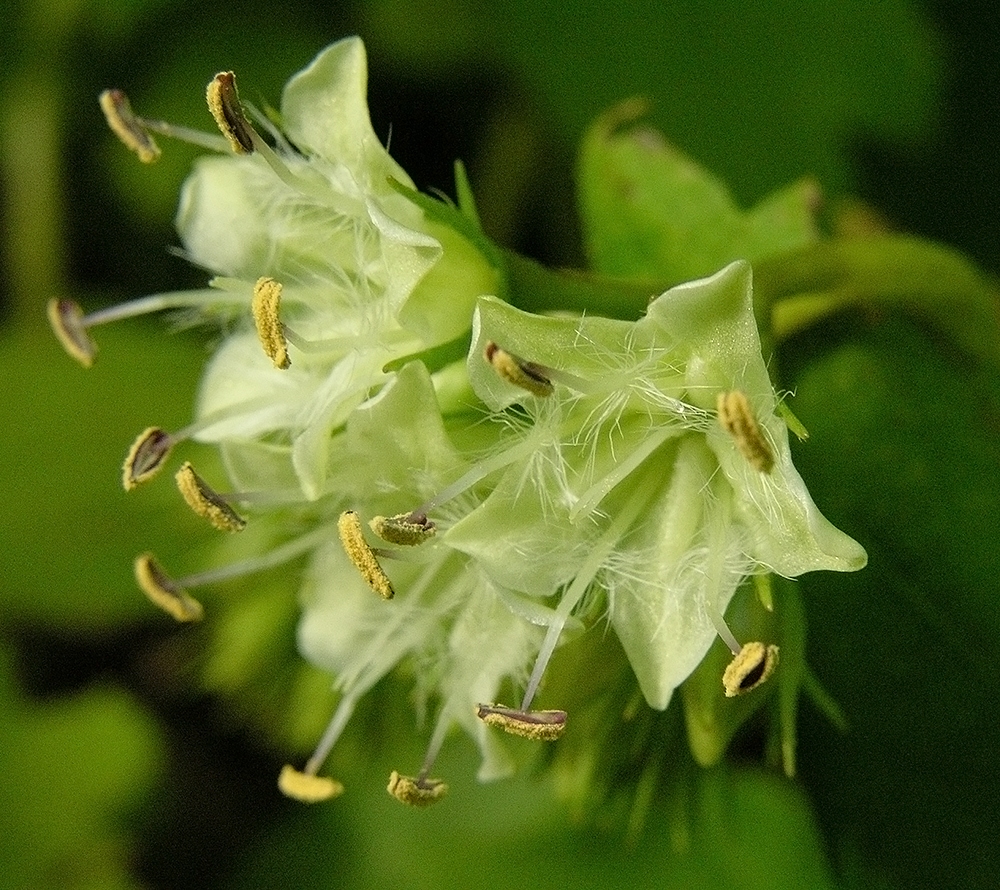 Image of Hydrophyllum canadense specimen.