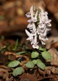 Corydalis repens