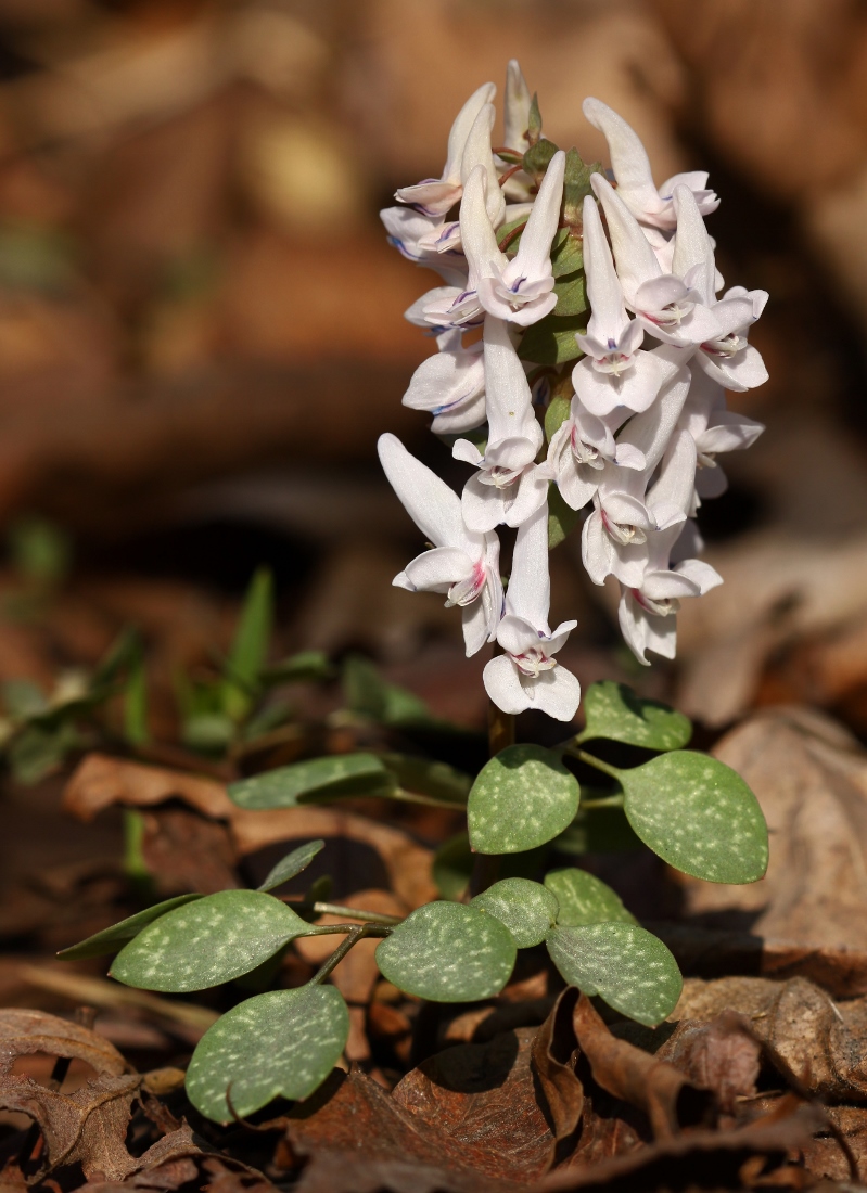 Image of Corydalis repens specimen.