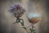 род Cirsium