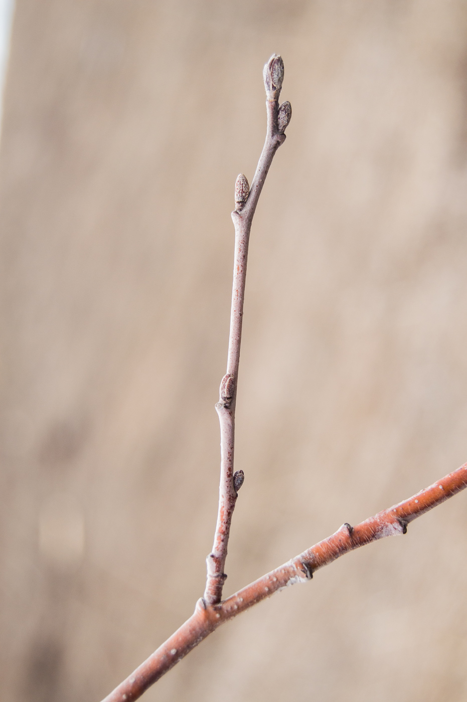 Изображение особи Alnus incana.