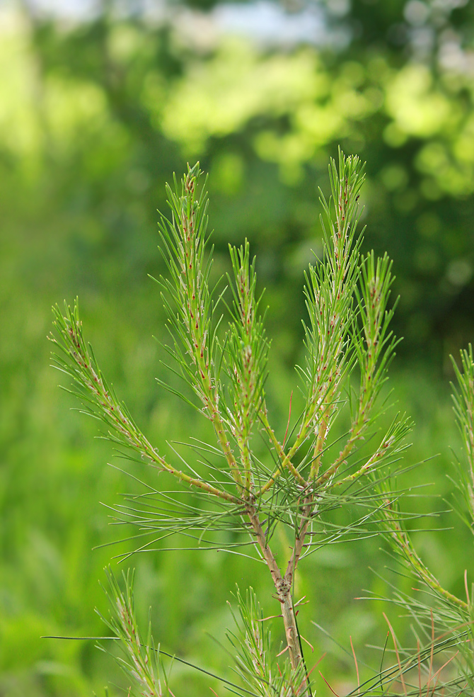 Изображение особи Pinus pityusa.