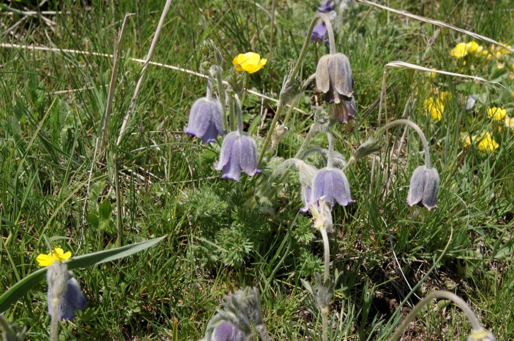 Изображение особи Pulsatilla violacea.