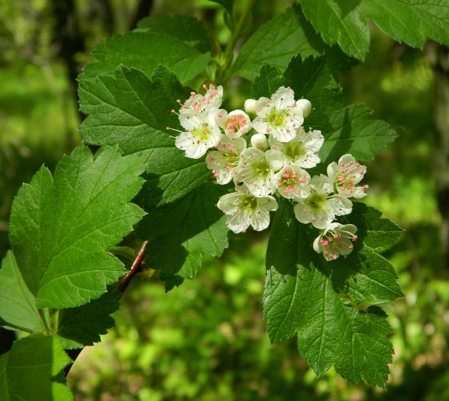 Image of Crataegus sanguinea specimen.