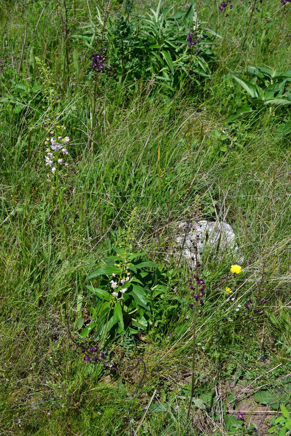 Image of Verbascum phoeniceum specimen.