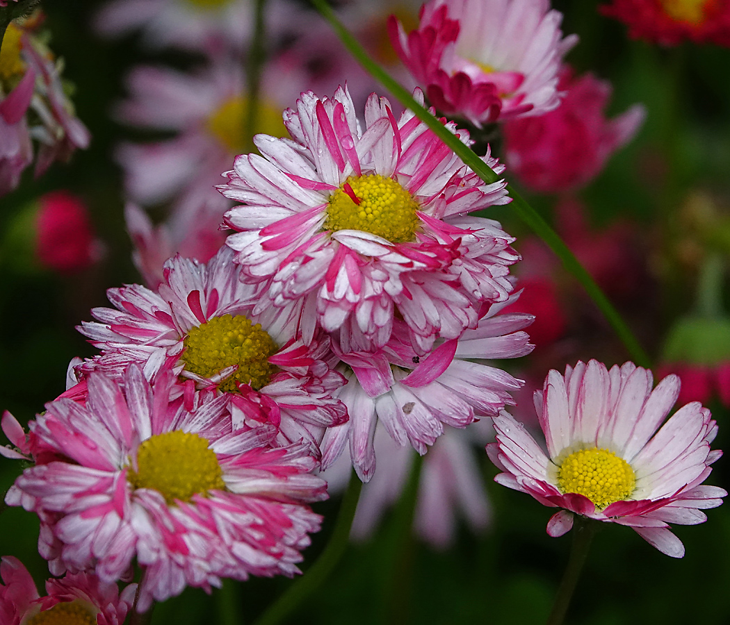 Image of Bellis perennis specimen.