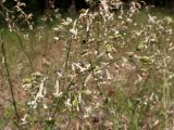 Silene nutans. Верхние части цветущих и плодоносящих растений. Беларусь, Минская обл., Минский р-н, окр. агрогородка Ждановичи, растительность на обочине дороги у смешанного леса с преобладанием сосен и елей обыкновенных. 17.06.2017.
