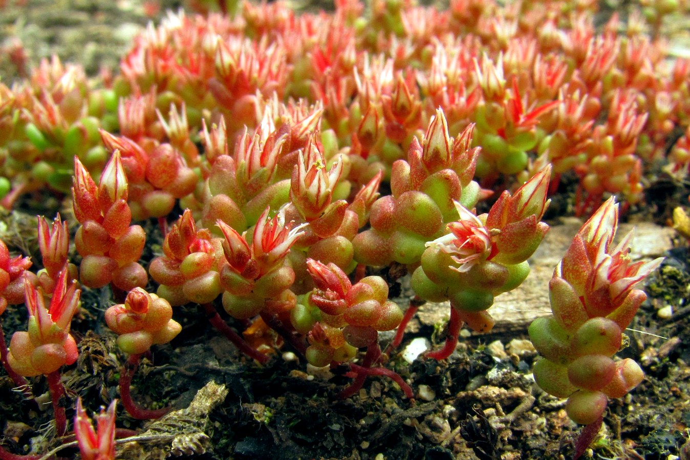 Image of Sedum cespitosum specimen.