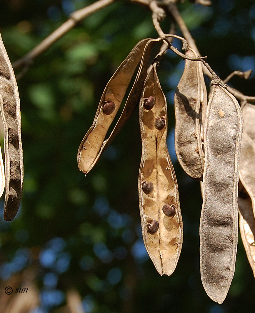 Изображение особи Robinia pseudoacacia.