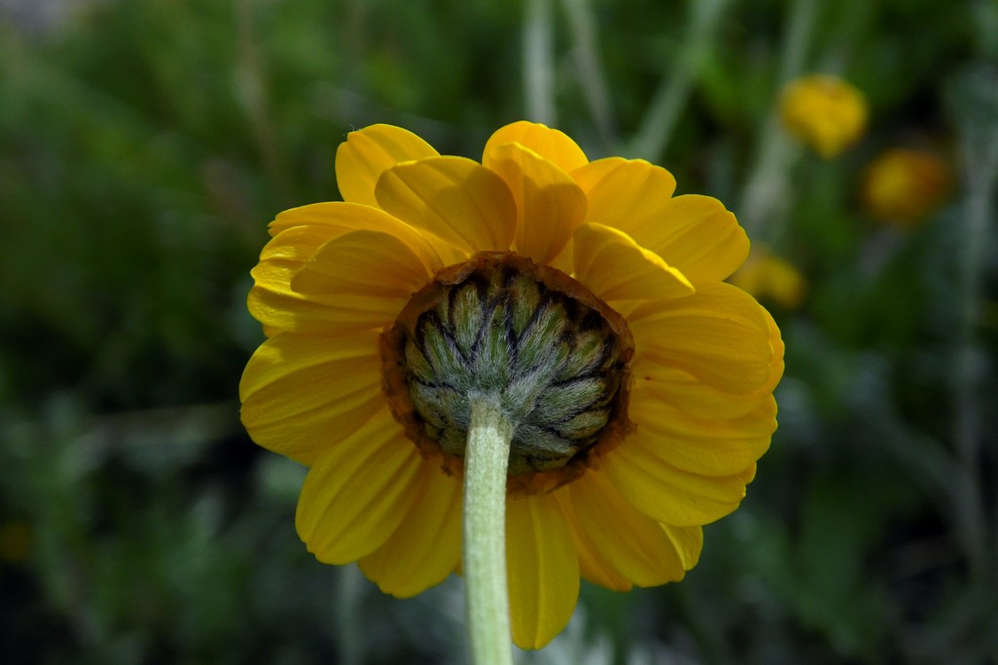 Image of Anthemis marschalliana ssp. pectinata specimen.