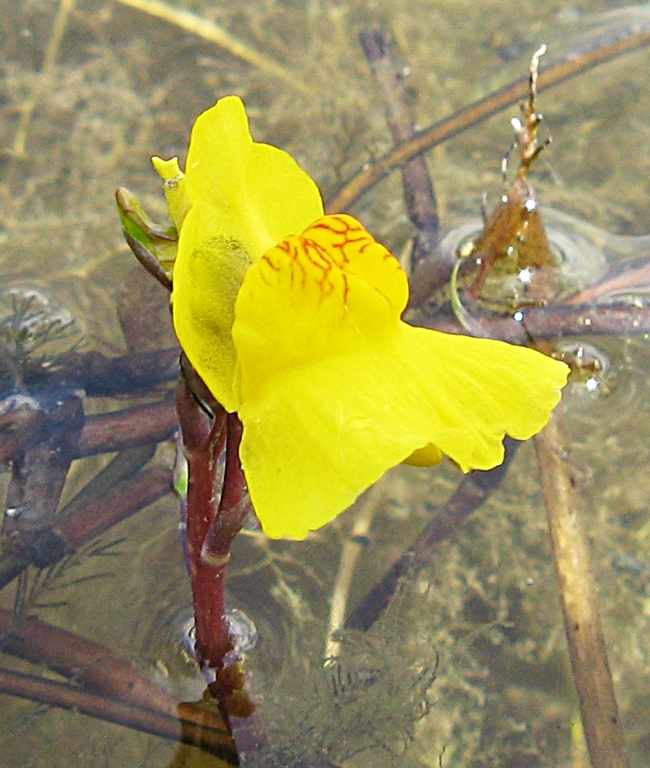 Image of Utricularia vulgaris specimen.