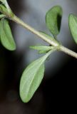 Thymus japonicus