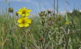 Potentilla impolita. Верхушка цветущего растения. Краснодарский край, Темрюкский р-н, гора Дубовый Рынок, разнотравно-злаковый луг. 17.06.2017.