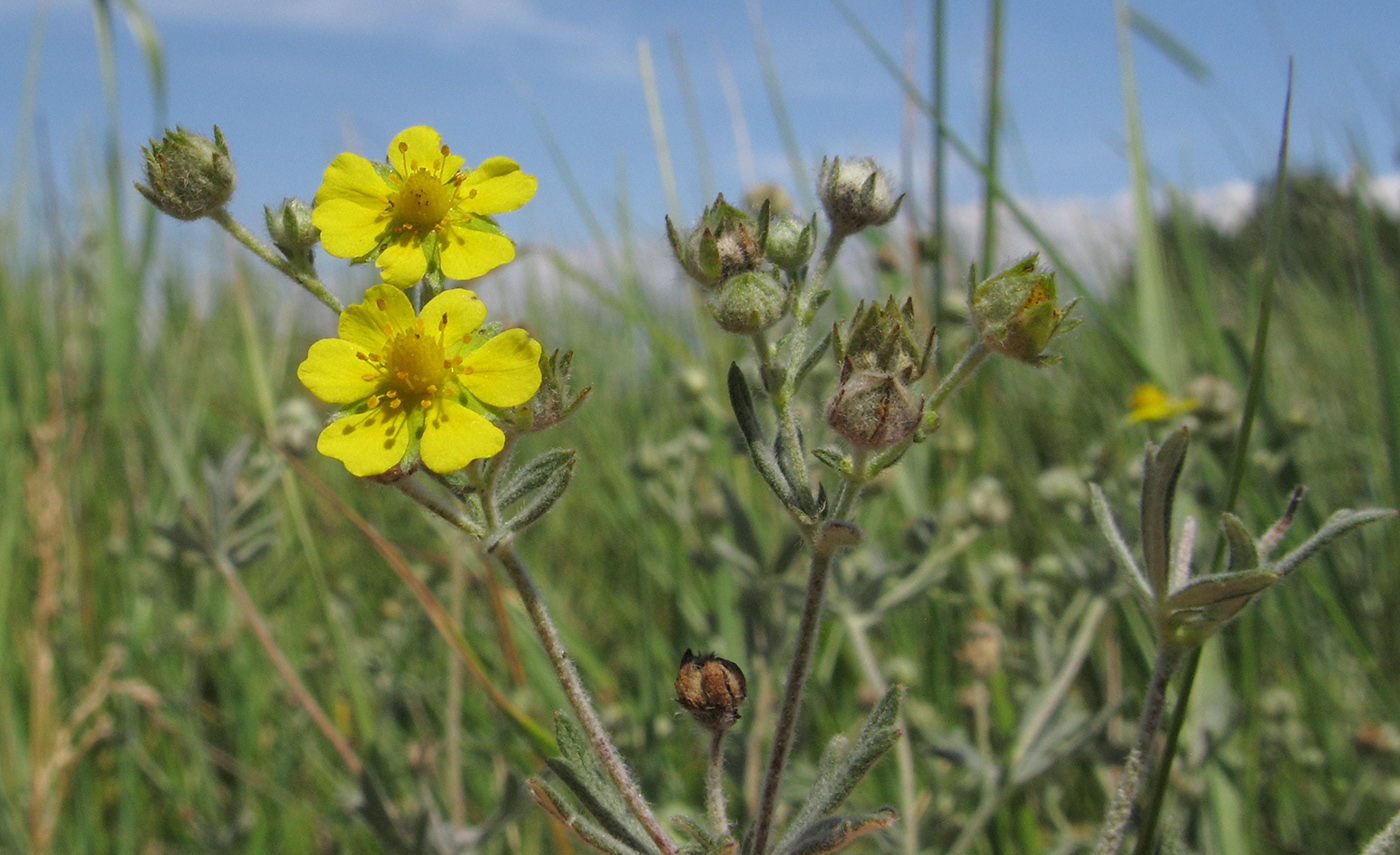 Изображение особи Potentilla impolita.