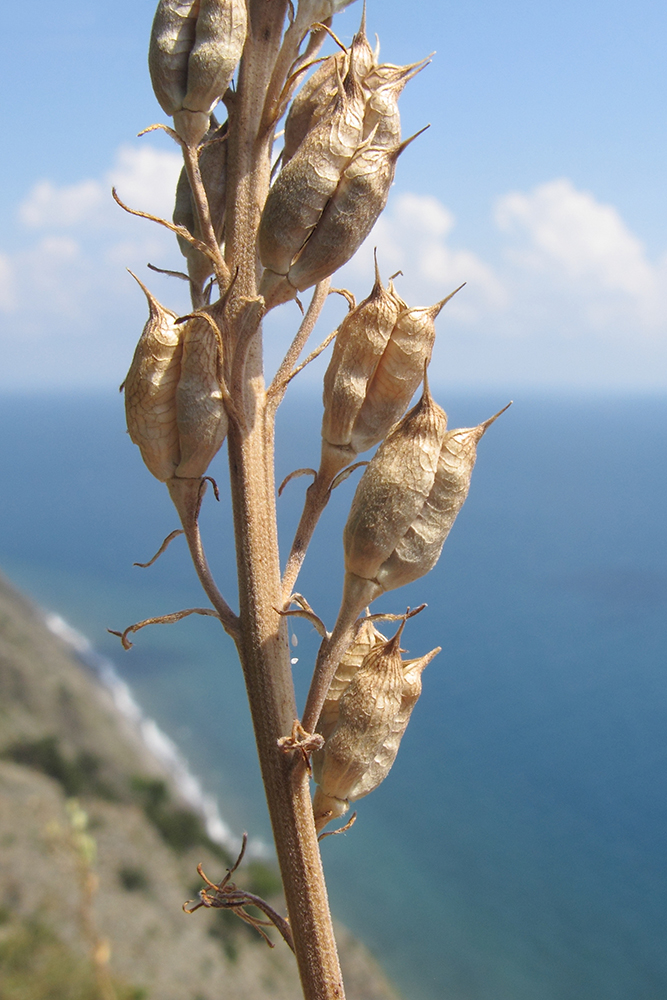 Изображение особи Delphinium schmalhausenii.