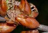 Hakea multilineata