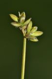 Carex tenuiflora