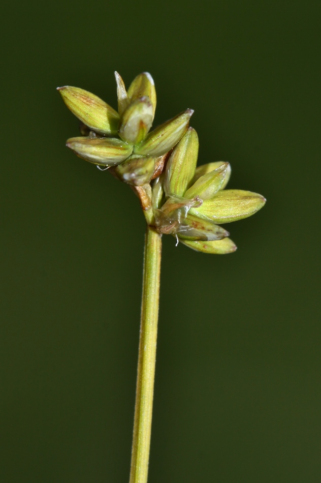 Изображение особи Carex tenuiflora.