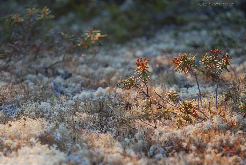 Image of Ledum palustre specimen.