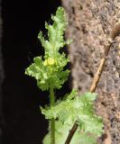 Senecio vernalis